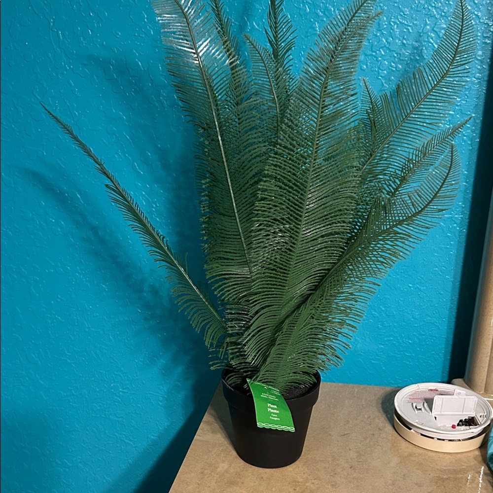 Ashland Green Fern in Black Planter